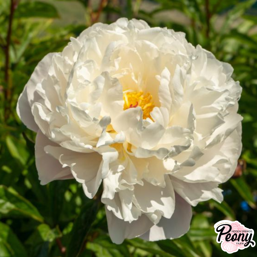 Mother's Choice Peony — Hidden Springs Peony Farm